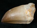 XL Mosasaur (Prognathodon) Tooth #13579-1